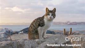  Presentation with street food - PPT layouts consisting of cat-in-istanbul-turkey-homeless background and a gray colored foreground