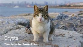  Presentation with street food - Beautiful slides featuring cat-in-istanbul-turkey-homeless backdrop and a gray colored foreground