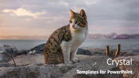  Presentation with street food - Colorful presentation theme enhanced with cat-in-istanbul-turkey-homeless backdrop and a dark gray colored foreground