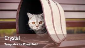  Presentation with pet - Presentation design enhanced with cat in pet carrier background and a tawny brown colored foreground