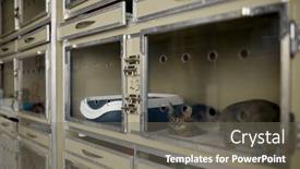  Presentation with domestic animal - Theme with cat-in-plastic-home background and a gray colored foreground