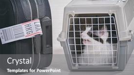  Presentation with airline - PPT theme with cat-in-the-airline-cargo background and a gray colored foreground