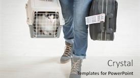  Presentation with airline - Colorful presentation theme enhanced with cat-in-the-airline-cargo backdrop and a light gray colored foreground