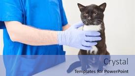  Presentation with veterinary - Presentation design featuring cat-in-veterinary-clinic-doctor background and a light blue colored foreground