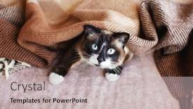  Presentation with wool - Presentation design consisting of cat-in-wool-cozy-blanket background and a  colored foreground