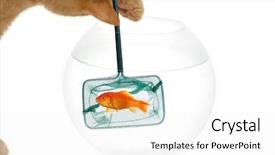  Presentation with goldfish - Amazing presentation theme having cat is fishing backdrop and a white colored foreground