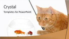  Presentation with goldfish - Cool new PPT theme with cat is holding a fishingnet backdrop and a pink colored foreground