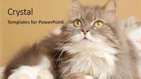  Presentation with goodbye cat - Presentation having cat is lying on bed background and a coral colored foreground