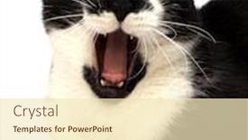  Presentation with cat - Audience pleasing slides consisting of cat-isolated-on-white-background backdrop and a lemonade colored foreground