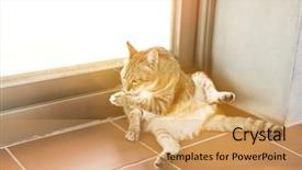  Presentation with cat - Slide set with cat itch at home fat background and a  colored foreground