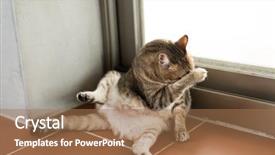  Presentation with fat - Amazing slide deck having cat itch at home fat backdrop and a  colored foreground