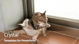  Presentation with intelligence intelligent house smart home - Theme featuring cat itch at home fat background and a tawny brown colored foreground