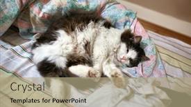  Presentation with messy - Beautiful presentation theme featuring cat-laying-in-a-messy backdrop and a coral colored foreground