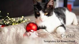  Presentation with wool - Slide set consisting of cat laying on wool playing with christmas decorations - cozy home hygge background and a soft green colored foreground