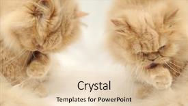  Presentation with paw - Beautiful theme featuring cat licking it's paw backdrop and a lemonade colored foreground