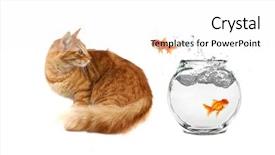  Presentation with mythology gold fish - Colorful PPT theme enhanced with cat looking at a gold backdrop and a  colored foreground