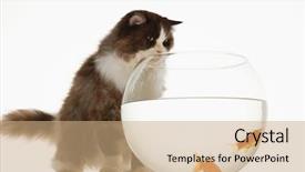  Presentation with goldfish - PPT theme consisting of goldfish in a fishbowl background and a coral colored foreground