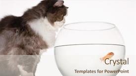  Presentation with goldfish - PPT theme consisting of cat looking at goldfish in a fishbowl side view background and a sky blue colored foreground