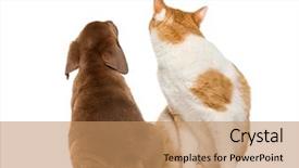  Presentation with cat - Presentation featuring cat looking back and back background and a coral colored foreground