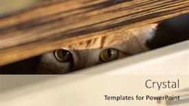  Presentation with cat - Amazing presentation design having cat-looking-from-inside-slightly backdrop and a lemonade colored foreground