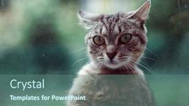  Presentation with house window - PPT theme enhanced with cat-looks-in-the-window background and a ocean colored foreground