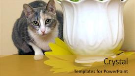  Presentation with cat - Presentation theme featuring cat lurking watchfully looks ahead background and a gold colored foreground