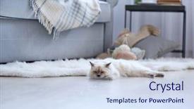  Presentation with new cold room storage - PPT layouts having cat lying on a floor background and a sky blue colored foreground