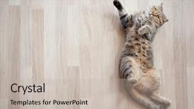  Presentation with cat - Slide set having cat lying on parquet floor background and a mint green colored foreground