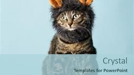  Presentation with lion - Presentation consisting of cat-masked-like-a-lion background and a light blue colored foreground