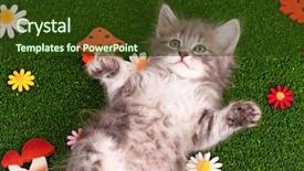  Presentation with hello kitty cute little kitten - Colorful slides enhanced with cat mushrooms - cute gray kitten playing backdrop and a  colored foreground