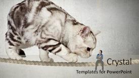  Presentation with rope - Beautiful slide deck featuring cat on rope mixed media backdrop and a light gray colored foreground