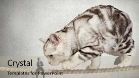  Presentation with climbing - PPT layouts enhanced with cat on rope mixed media background and a light gray colored foreground