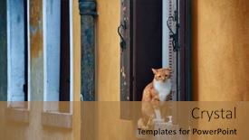 Presentation with venice - PPT layouts featuring cat-on-window-in-venice background and a coral colored foreground
