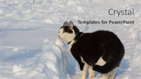  Presentation with snow cat - Beautiful presentation theme featuring cat-out-in-the-snow backdrop and a light gray colored foreground