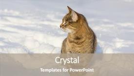  Presentation with snow cat - PPT layouts consisting of cat out in the snow background and a  colored foreground