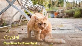  Presentation with waiting - PPT theme with cat-outdoor-waiting-for-mouse background and a  colored foreground