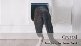  Presentation with cat - Audience pleasing slide set consisting of cat-passing-through-the-cat backdrop and a light gray colored foreground