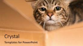  Presentation with hide - Presentation design consisting of cat playing hide and seek background and a yellow colored foreground