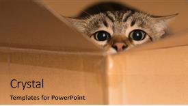  Presentation with hide - PPT layouts enhanced with cat playing hide and seek background and a gold colored foreground