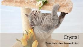  Presentation with cute cat and dog - Presentation design having cat playing on claw sharpener background and a coral colored foreground