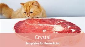  Presentation with feast - Cool new presentation theme with cat reach the meat and ready to feast backdrop and a coral colored foreground
