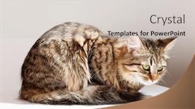  Presentation with dreams - Presentation theme featuring cat-relaxes-and-dreams background and a light gray colored foreground