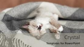  Presentation with living room - PPT theme with cat-relaxing-on-knitted-plaid background and a light gray colored foreground