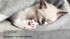  Presentation with living room - Cool new theme with cat-relaxing-on-plaid-autumn backdrop and a light gray colored foreground