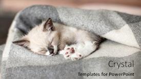  Presentation with living room - PPT theme consisting of cat-relaxing-on-plaid-autumn background and a light gray colored foreground