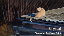  Presentation with roof - Presentation design consisting of cat-relaxing-on-the-roof background and a  colored foreground
