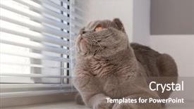  Presentation with cute cat and dog - Slides having cat resting near window blind background and a gray colored foreground