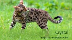  Presentation with cat - Amazing PPT theme having cat runs on a lawn backdrop and a seafoam green colored foreground
