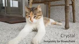  Presentation with cat - Presentation theme with cat-sit-on-the-corridor background and a  colored foreground