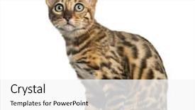  Presentation with old young - Colorful slides enhanced with cat sitting 5 months old backdrop and a white colored foreground